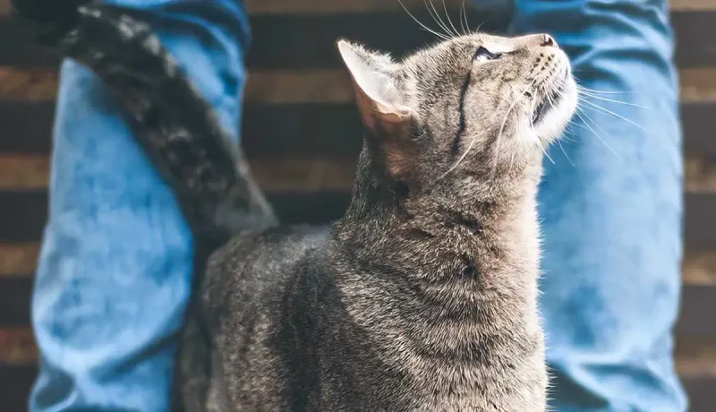 Curiosity Drives The Behavior