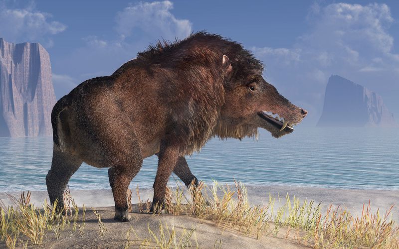 Where Entelodonts Once Roamed