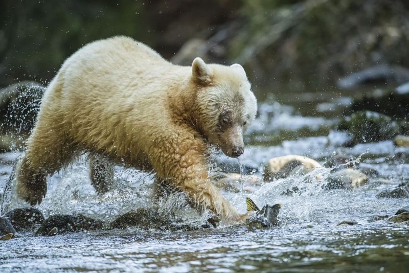 The Role Of Salmon