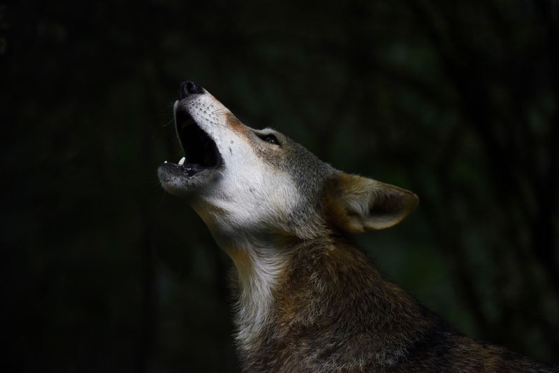 Challenges Facing The Red Wolf Population Today