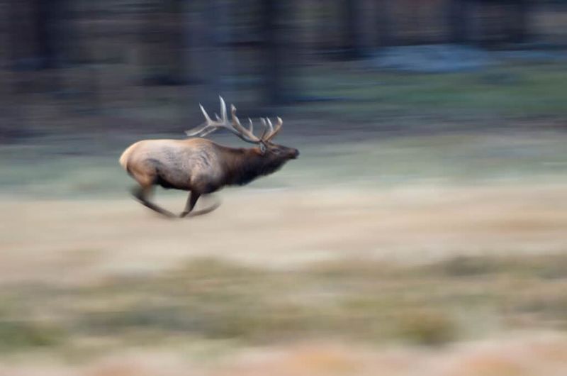 Elk Are Faster Than You Might Think