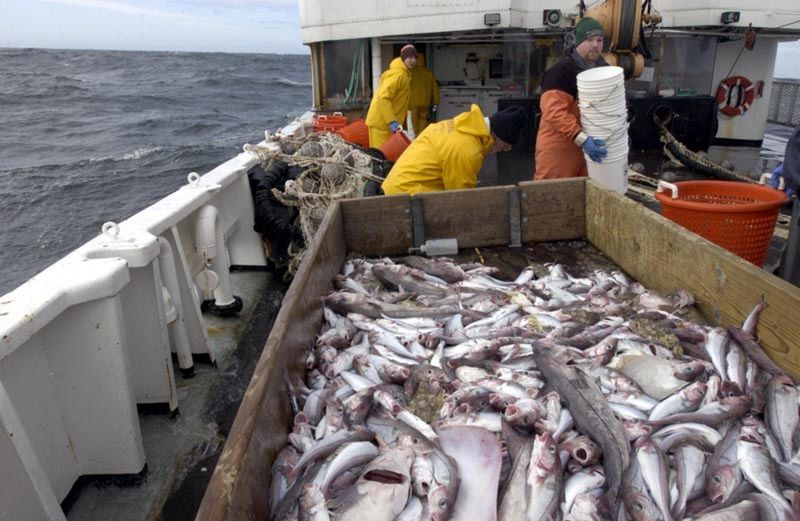 How Overfishing Contributed To The Cod Size Collapse