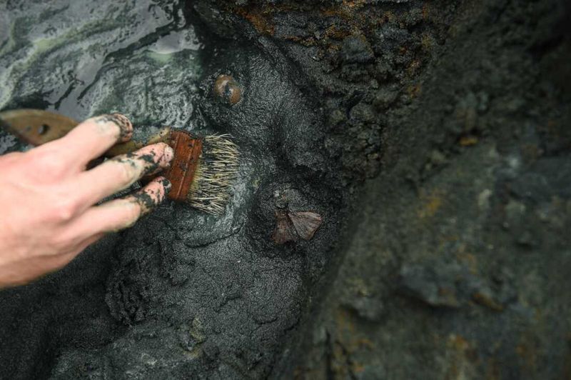 A Dinosaur Graveyard Lies Just Beneath The Surface In New Jersey