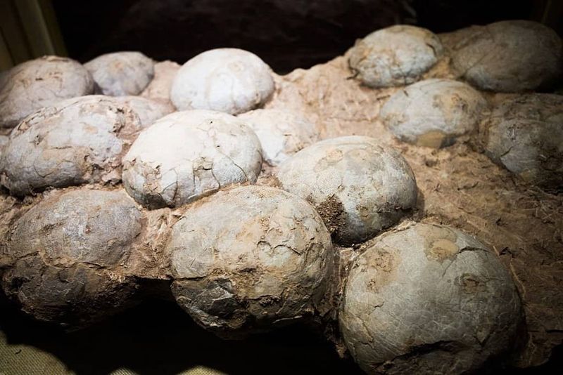 The Discovery Of An Intact Fossilized Dinosaur Nest