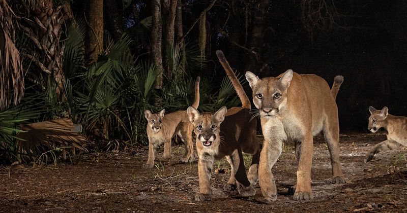 Panther Under Pressure: Rising Conflicts With Humans
