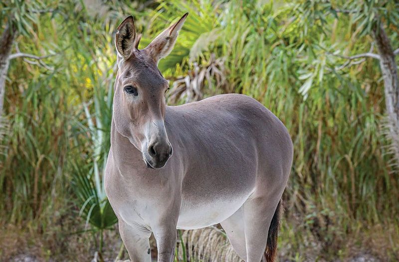 The Forgotten African Wild Donkey