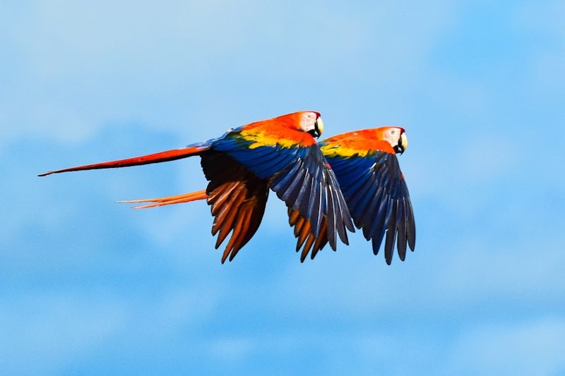 Scarlet Macaw: The Flying Flame