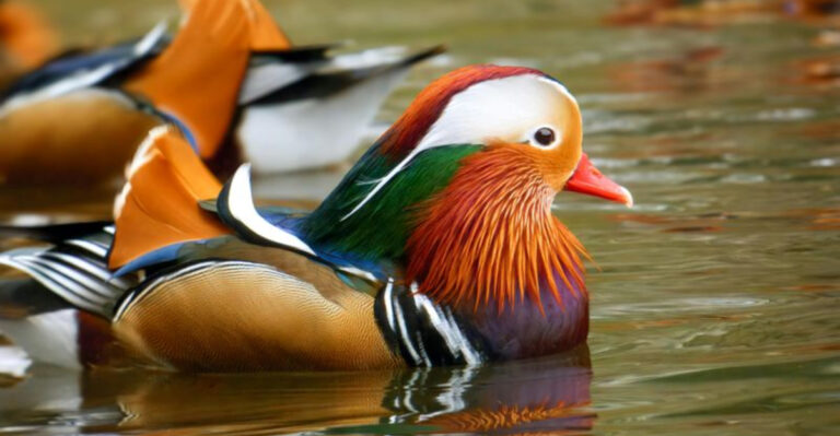 A Guide To The World’s Most Stunning Colorful Birds