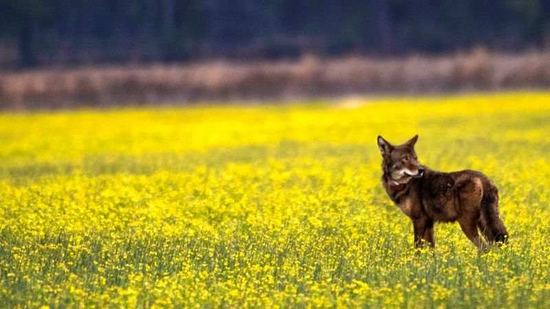 Why This Refuge Was Chosen For Red Wolves