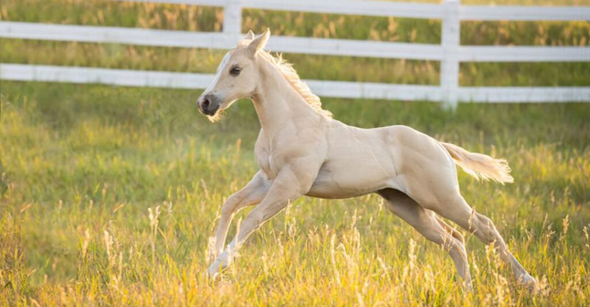 A Horse’s First Year Of Life: Milestones, Growth, And Care