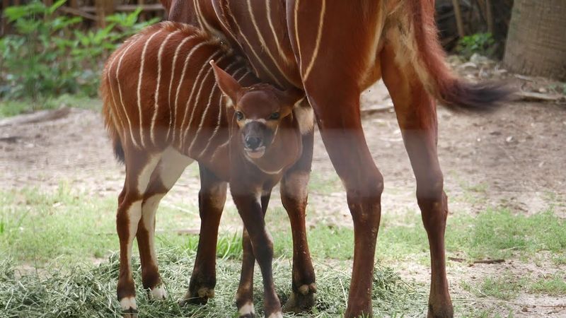 Zoos Educate The Public About Their Plight
