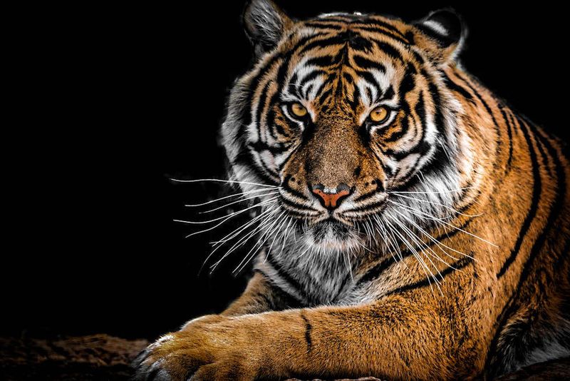 Similipal's Tigers: From Threatened To Thriving