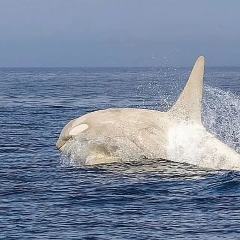 Only A Handful Of All White Orcas Known To Science