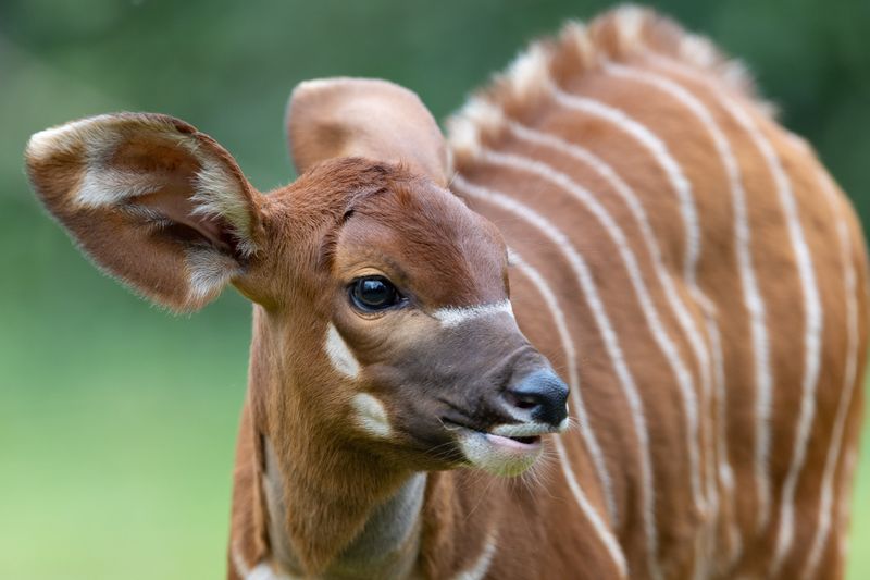 Fewer Than 100 Remain In The Wild