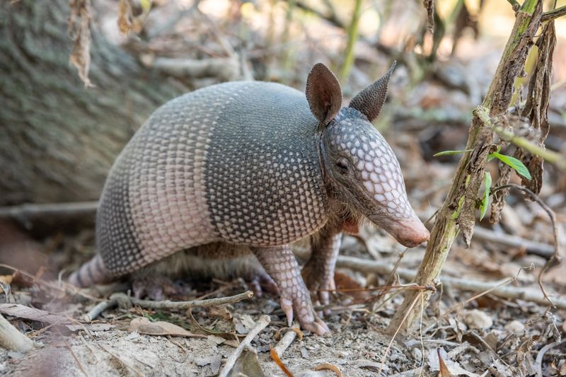 What Makes The Nine-Banded Armadillo So Unique
