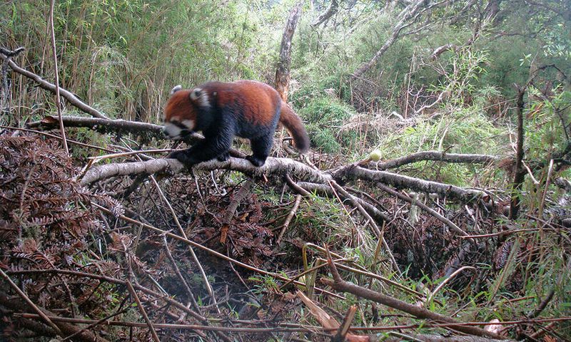 Shrinking Forests Are Their Biggest Threat