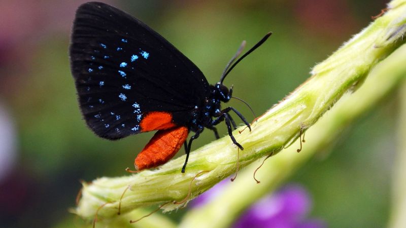 A Bioindicator Of Ecosystem Health
