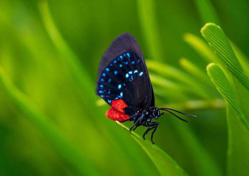Gardeners Became Accidental Conservationists