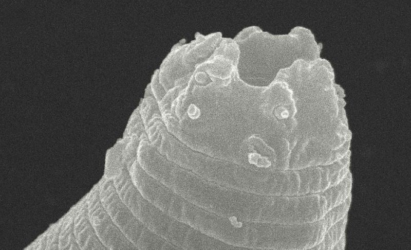 Scientists Revived The Ancient Worm After It Was Found 37 Meters Deep