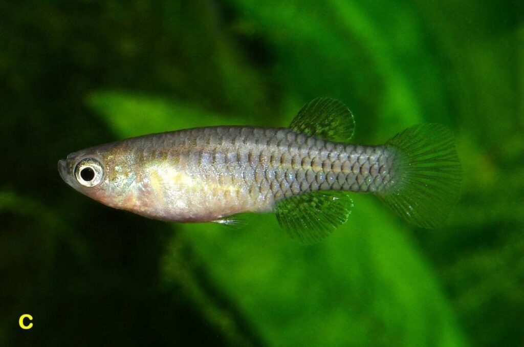 A female Lacustricola gemma