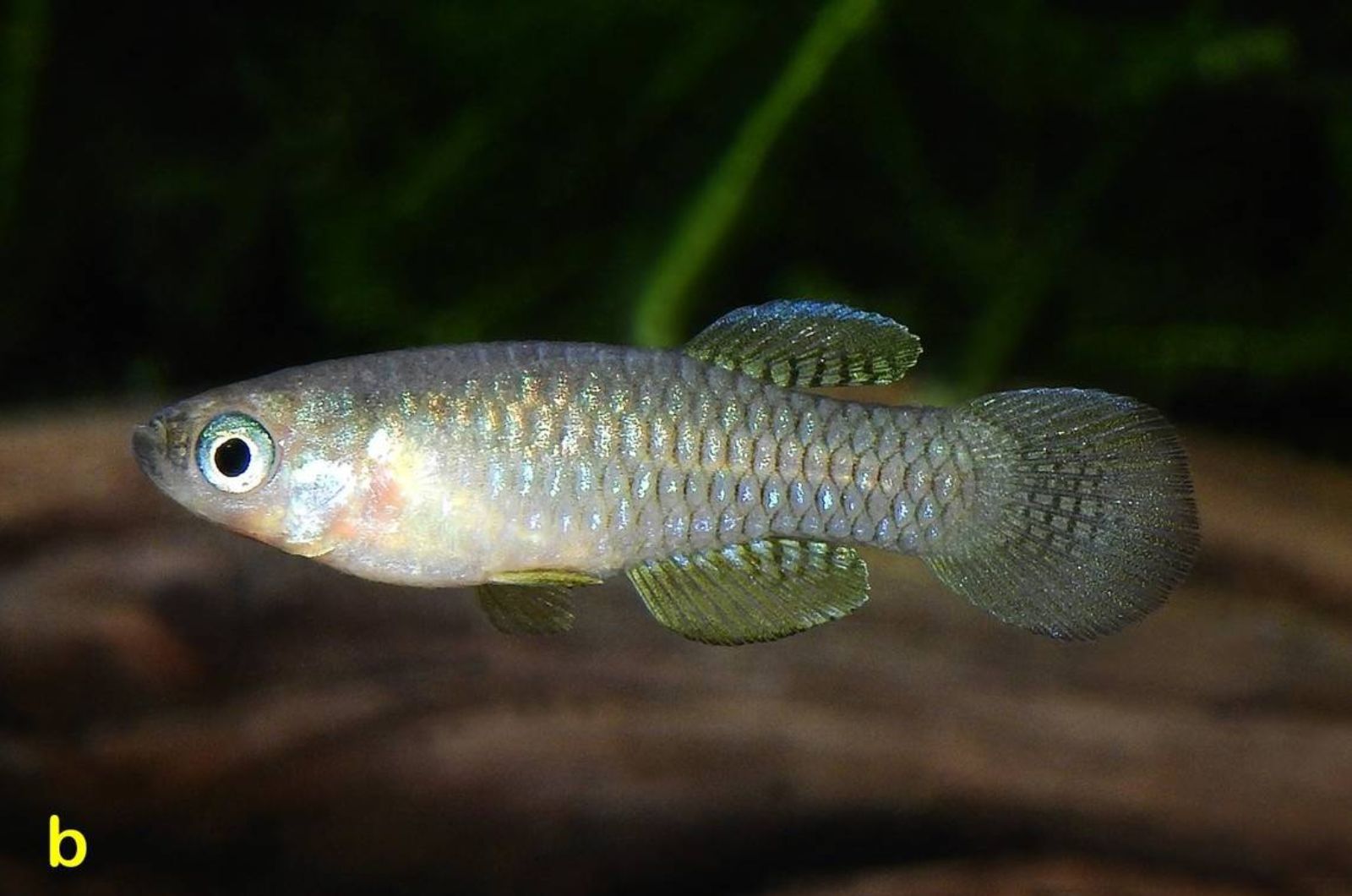 A male Lacustricola gemma