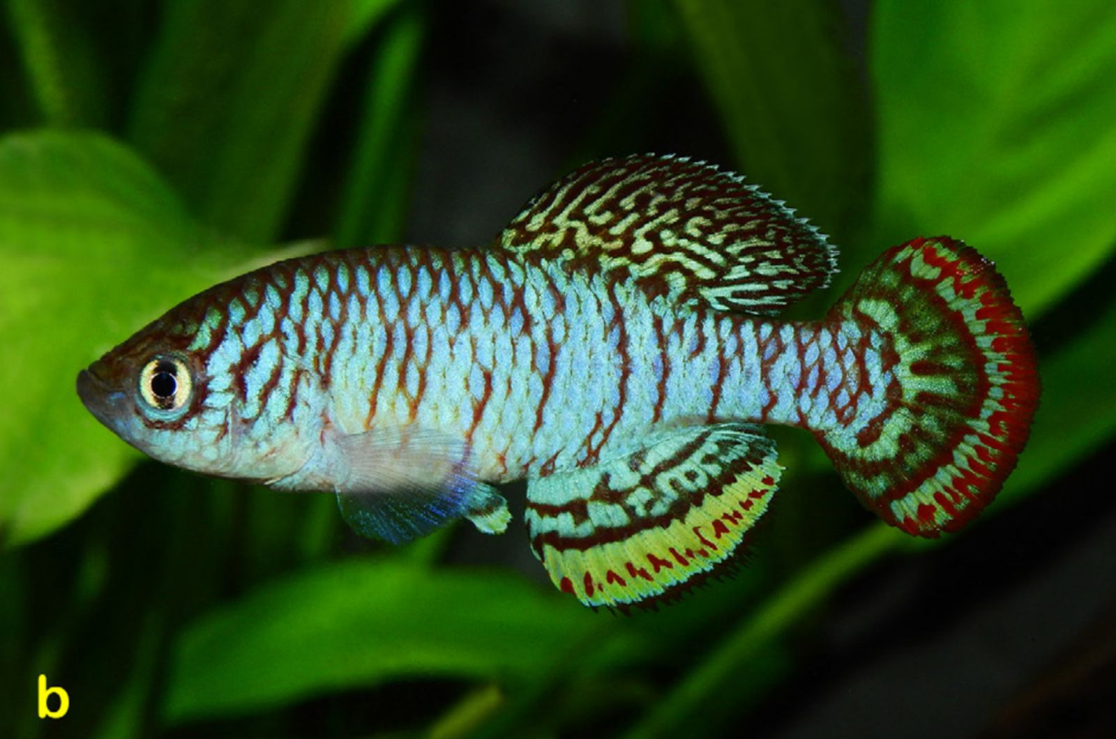 A male Nothobranchius iridescens