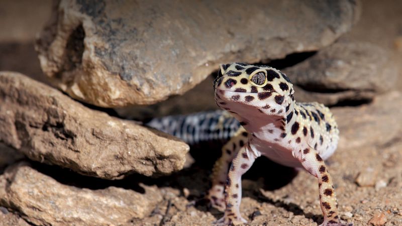Leopard Geckos