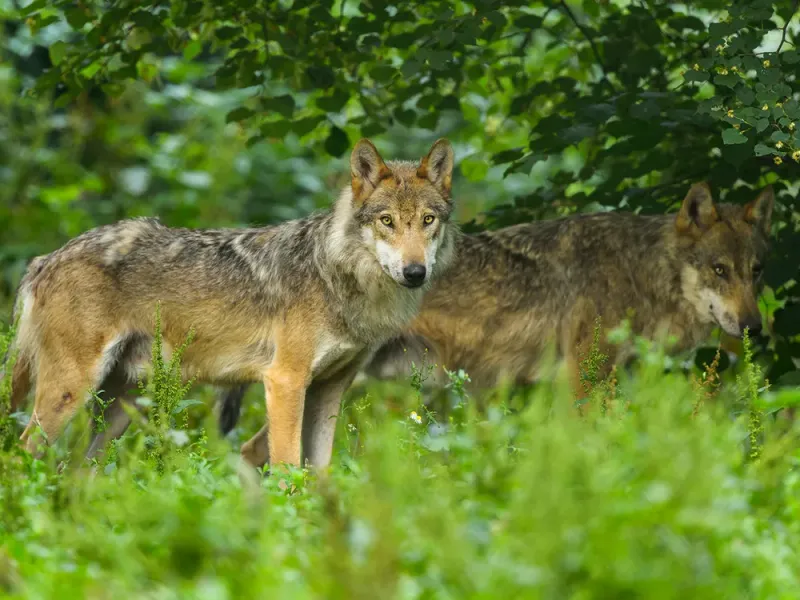 Growing Populations Of Prey