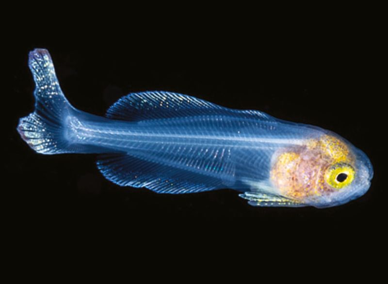 Spined Glassfish
