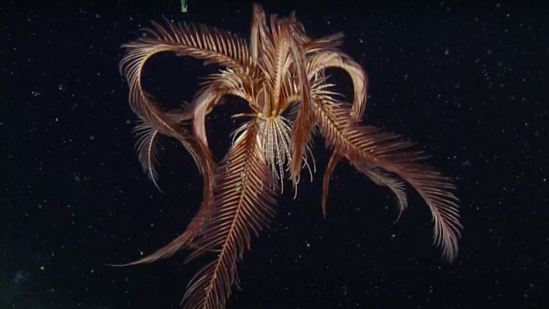 Deep-Sea Feather Star