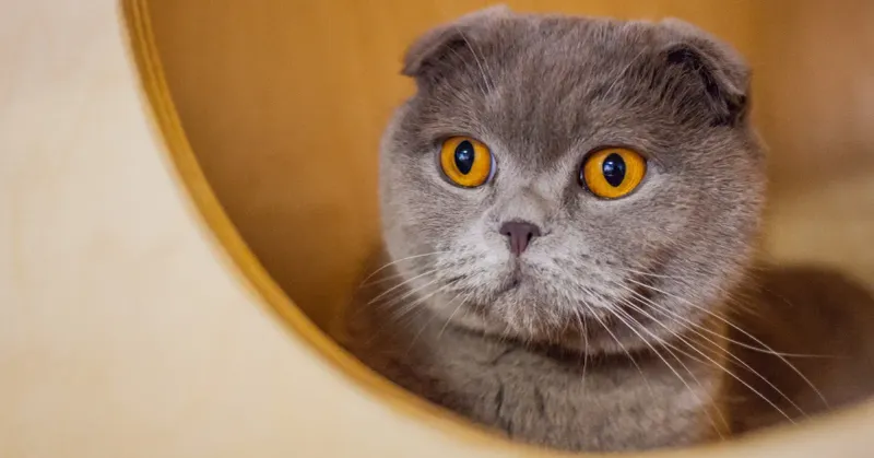 Scottish Fold: Brainy Beyond The Ears