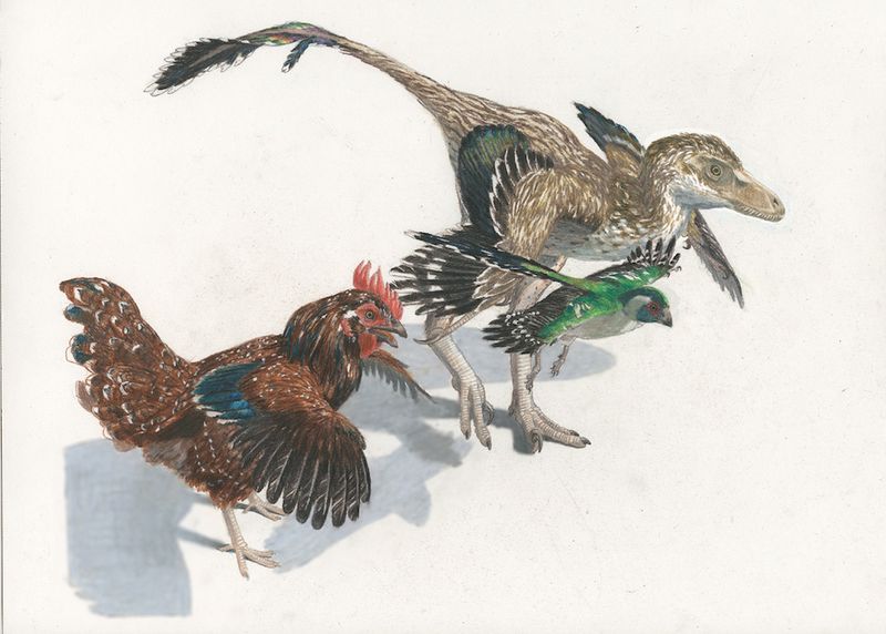 Wing Structure Mirrors Modern Poultry
