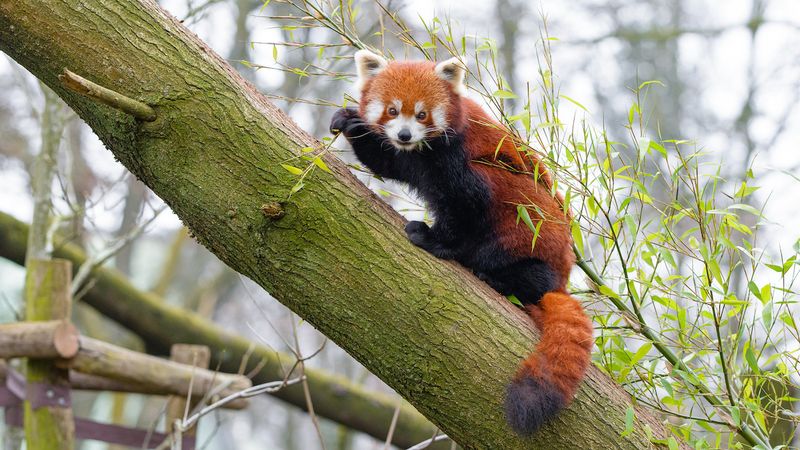 Genetic Diversity Faces Dangerous Decline