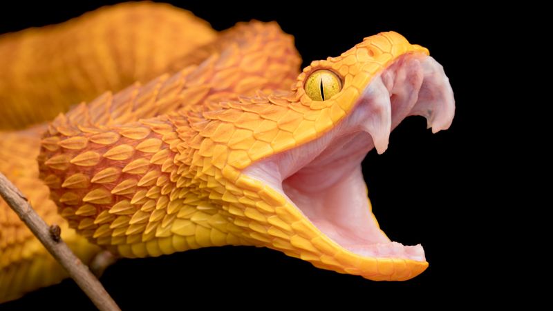Reptiles