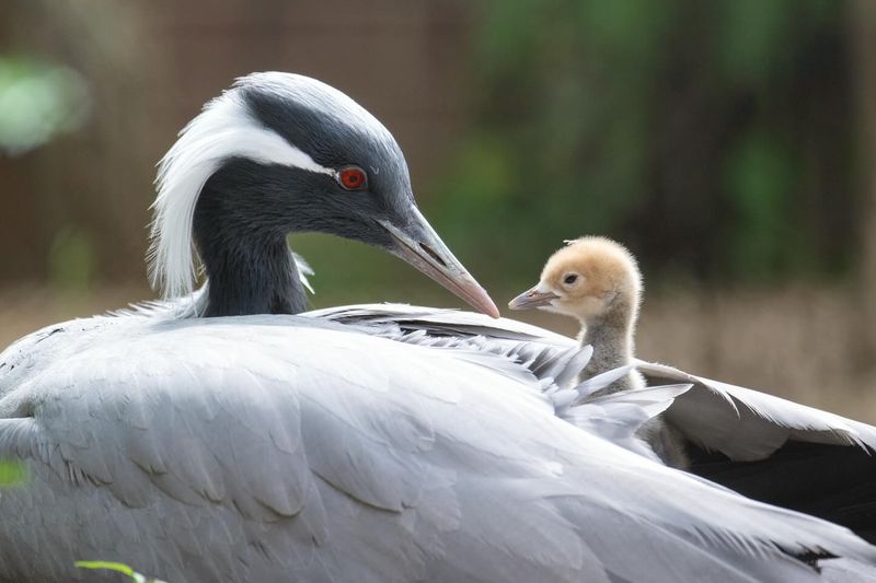 Devoted Parents