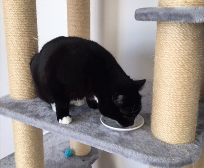 Provide A Calm And Quiet Eating Environment