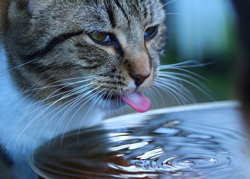Chill Their Water