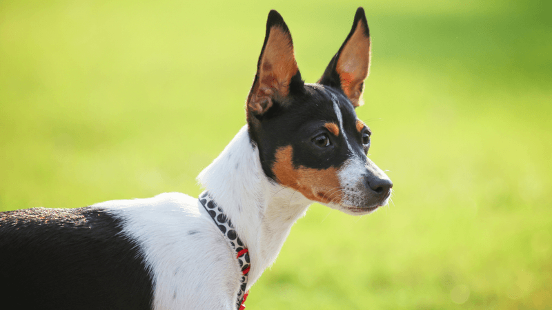 Rat Terrier: All-American Farm Protector