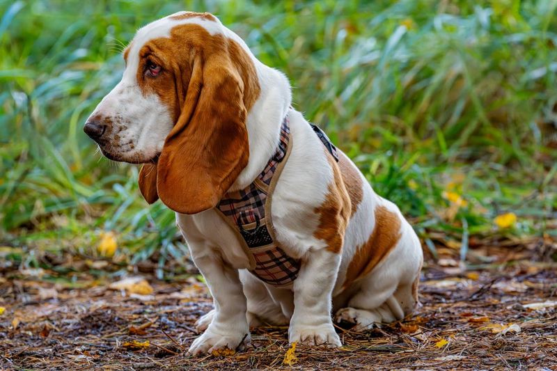 Basset Hound
