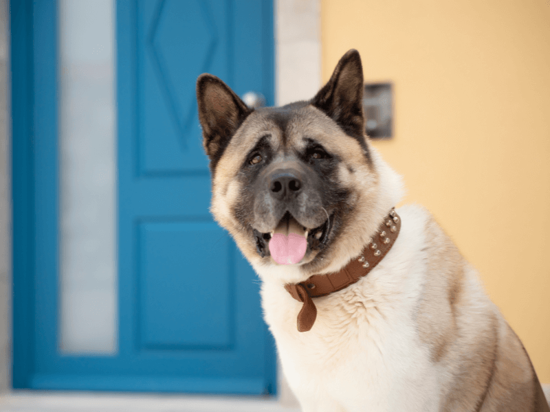 Akita