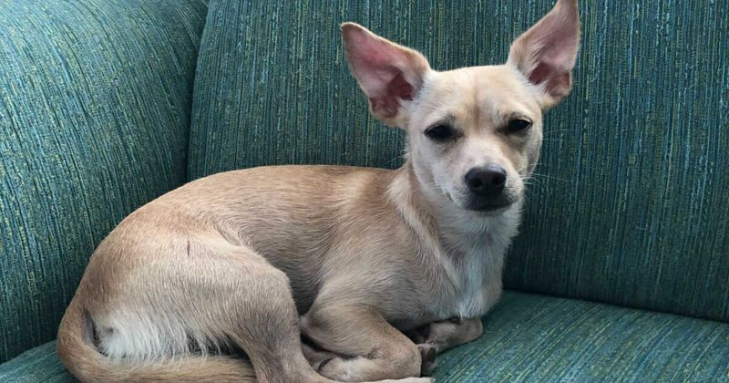 Chihuahuas: Tiny Dogs With Elephant Memories