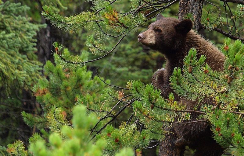 Climate Incompatibility For Some Species