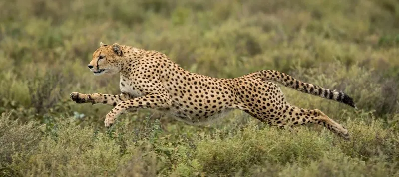 America's Potential Cheetah Habitats