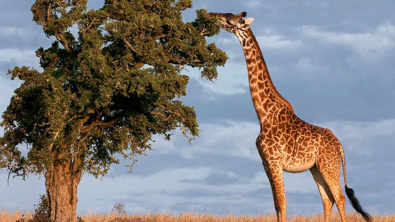 Giraffe – Tallest Land Animal