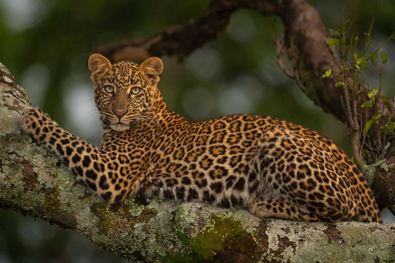 Indochinese Leopard: Humidity-Handling Expert