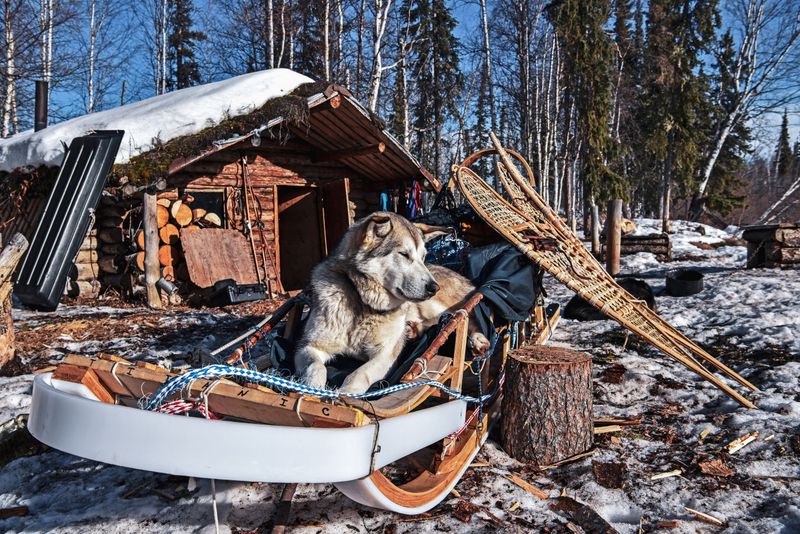 Alaskan Village Dogs – Arctic Survivors