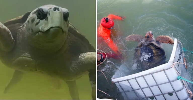 After Four Decades In Captivity, This Famous Sea Turtle Is Finally Swimming Home
