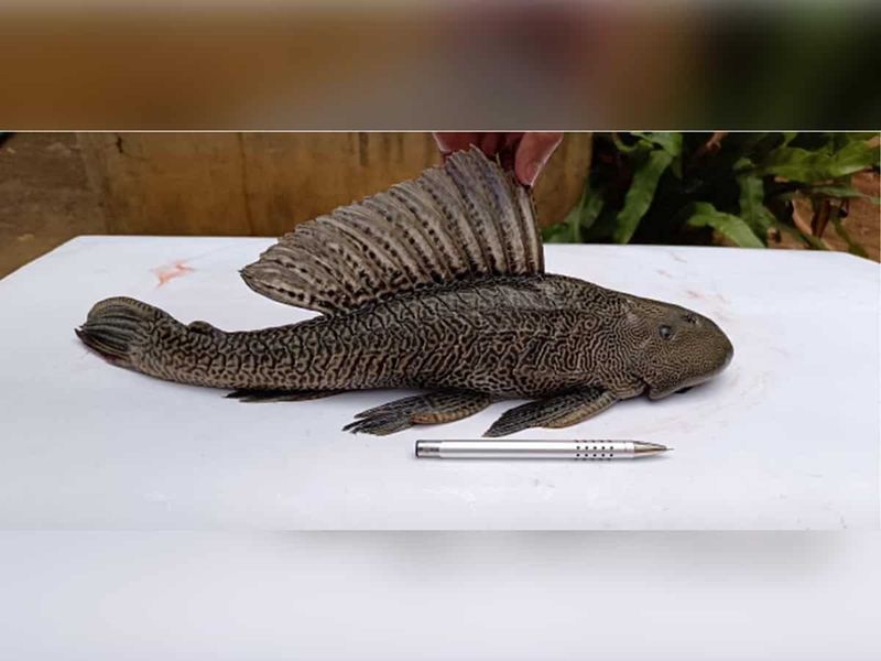 Why Invasive Fish Are So Hard To Stop