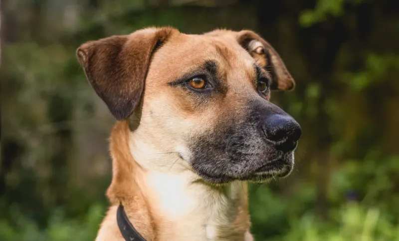 Black Mouth Cur