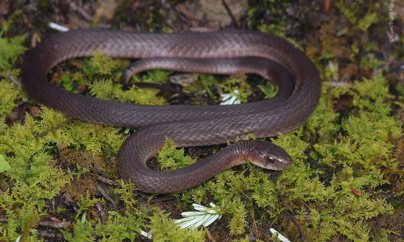 Rhabdophis Hmongorum – H'mong Keelback Snake